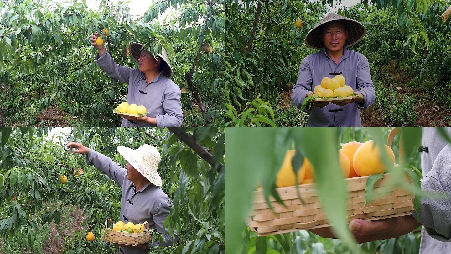 砀山黄桃视频