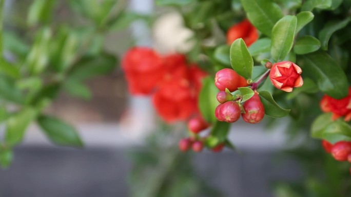 石榴花开特写