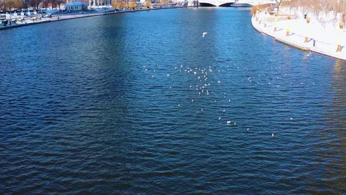 航拍天津市海河冬季雪景海鸥