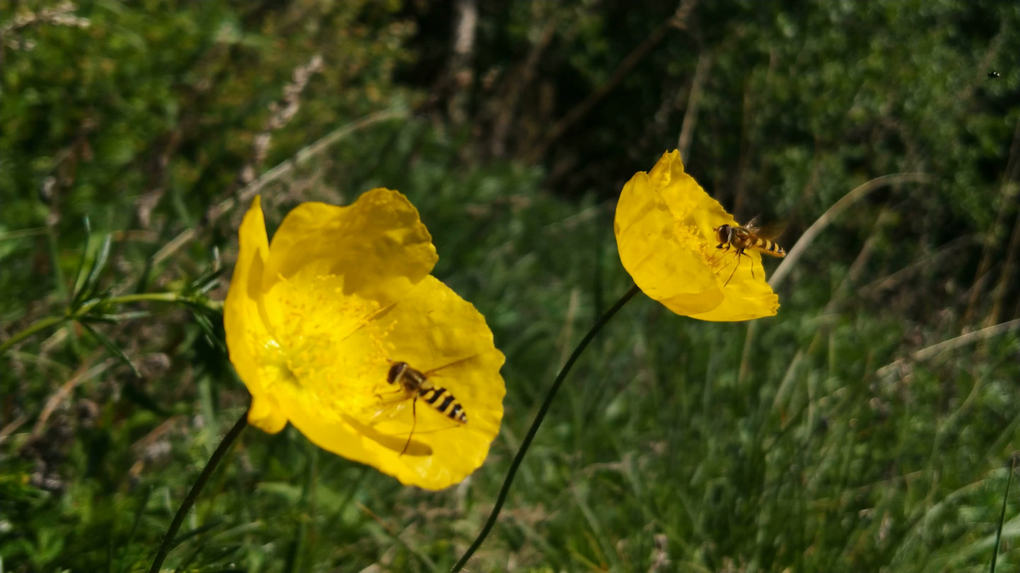 蜜蜂野罂粟花