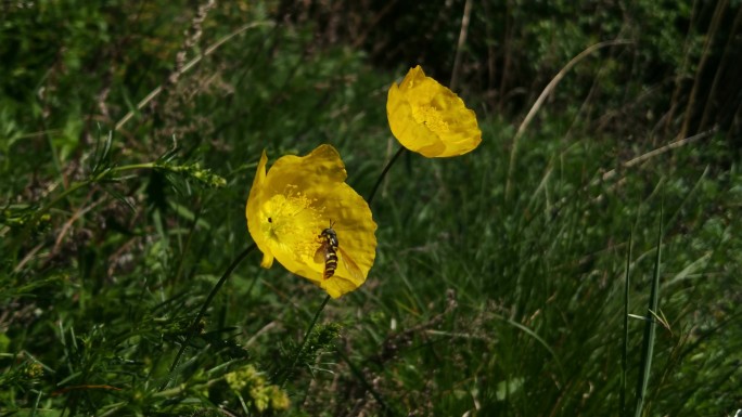 蜜蜂野罂粟花