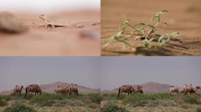 沙漠里的动物