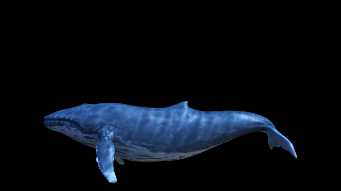 天幕地幕互动媒体鲸鱼蓝鲸带通道循环动画