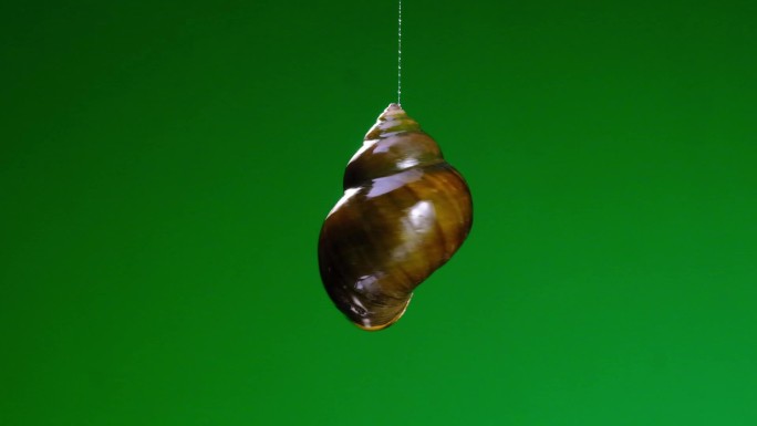绿幕：螺蛳粉配料螺蛳飘在空中创意拍摄