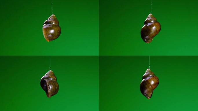 绿幕：螺蛳粉配料螺蛳飘在空中创意拍摄
