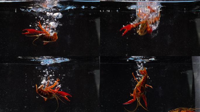 升格拍摄：小龙虾落入水中素材