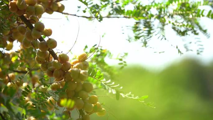 唯美拍摄岭南水果油柑树