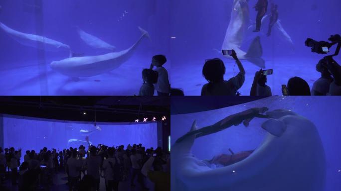 白鲸动物海洋馆海洋乐园海洋世界海底世界