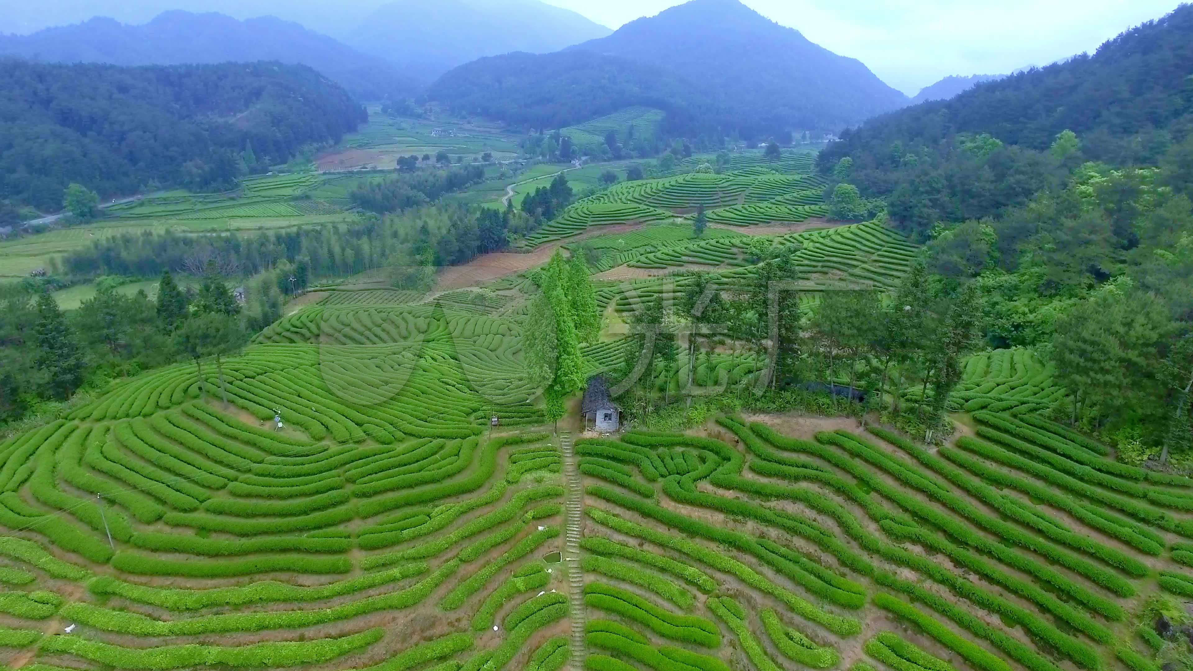 4k航拍云南普洱名茶茶园茶山_3_3840X2160_高清视频素材下载(编号:8541485)_实拍视频_光厂(VJ师网) www.vjshi.com