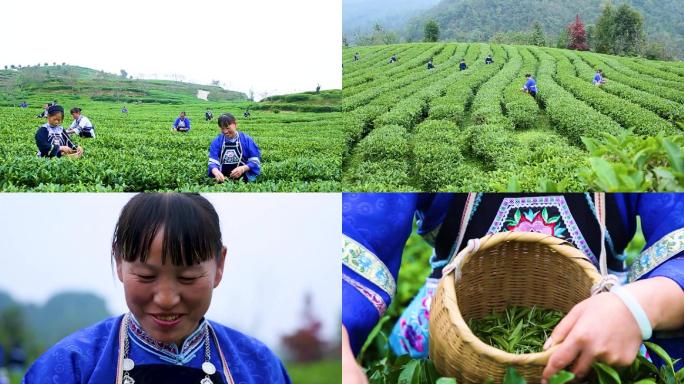 茶园采集茶叶素材