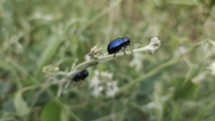 甲壳虫甲虫昆虫蓝色甲虫鞘翅目昆虫