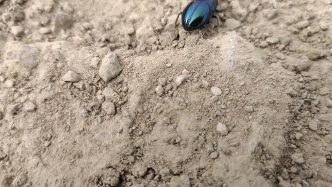甲壳虫甲虫昆虫蓝色甲虫鞘翅目昆虫