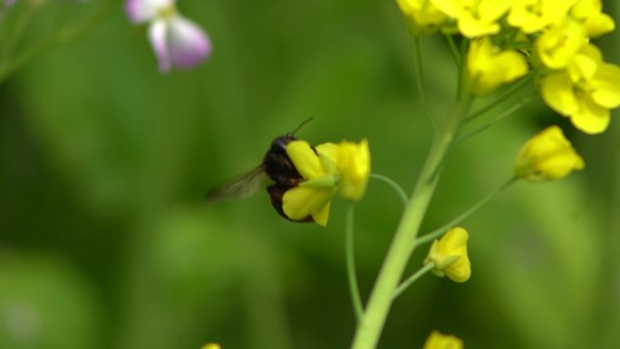 蜜蜂采蜜油菜花