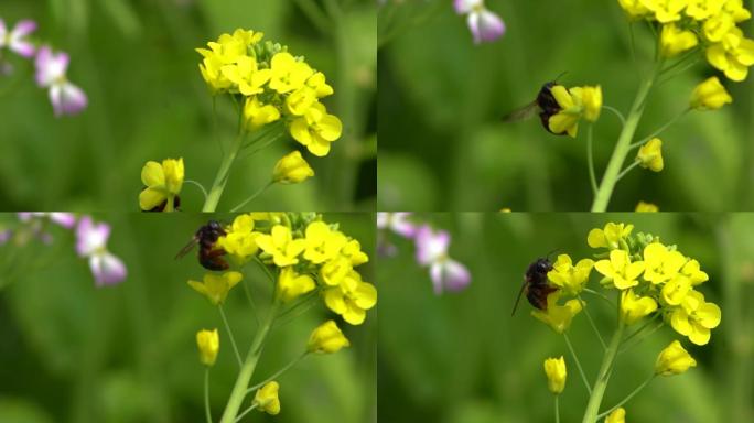 蜜蜂采蜜油菜花