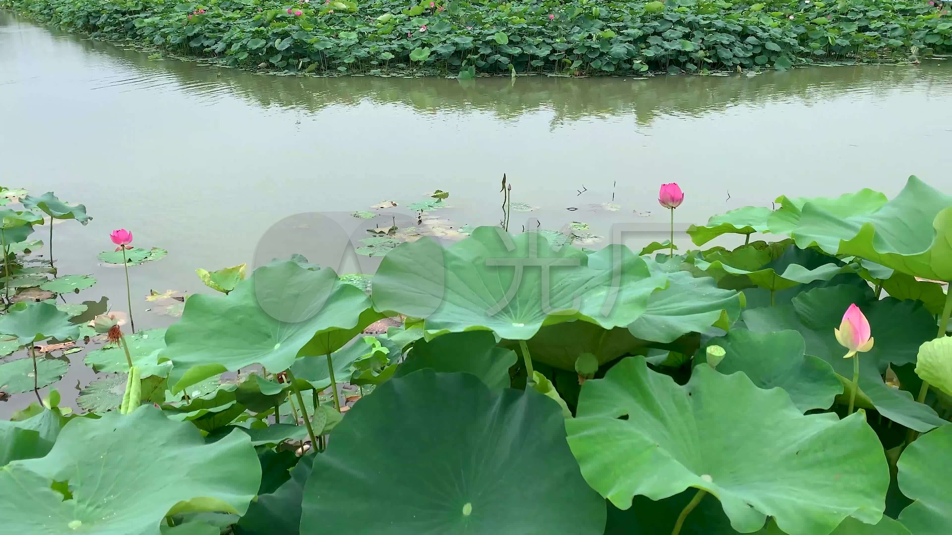 江南水乡夏日荷塘唯美实拍4K_3840X2160_高清视频素材下载(编号:4697484)_实拍视频_光厂(VJ师网) www.vjshi.com