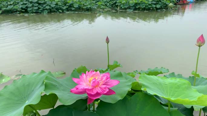 江南水乡夏日荷塘唯美实拍4K