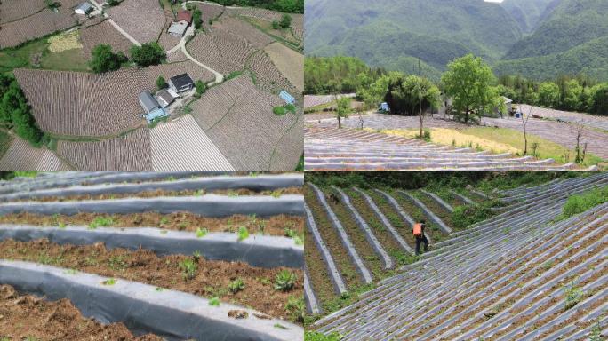 4K地膜烤烟种植