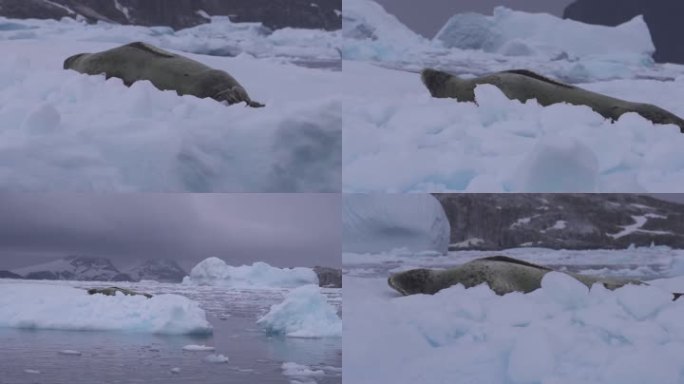 实拍南极海豹企鹅特写带同期声