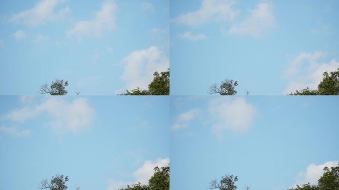 4k延时摄影天空树梢云素材