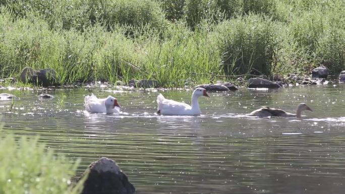 农村生态散养鸭河边嬉水