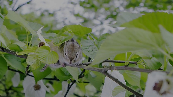 野生动物-树上的松鼠