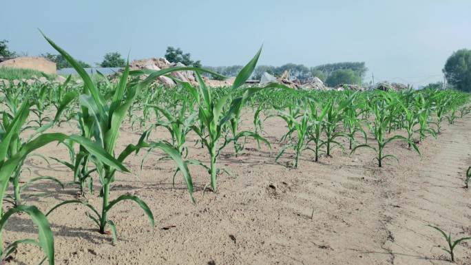 荒地玉米地荒废的玉米地占地玉米苗