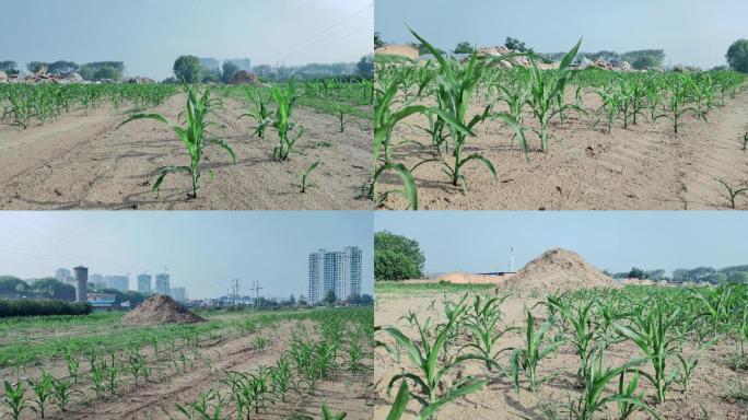 荒地玉米地荒废的玉米地占地玉米苗