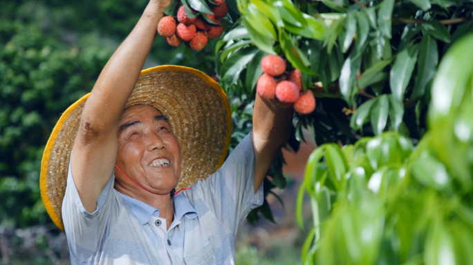 摘荔枝采摘工人视频素材