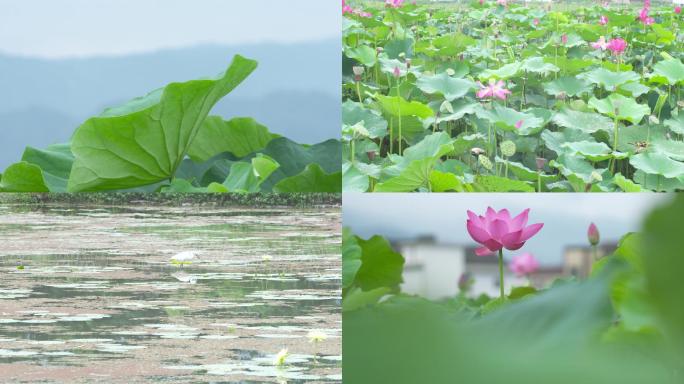 荷花莲花鹭鸟4K