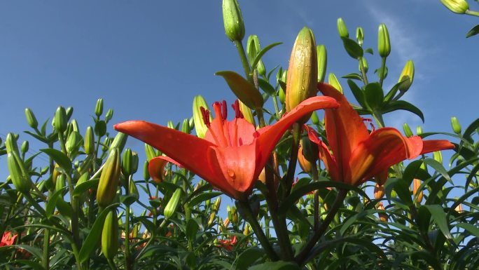 实拍盛开的百合花，百合花基地