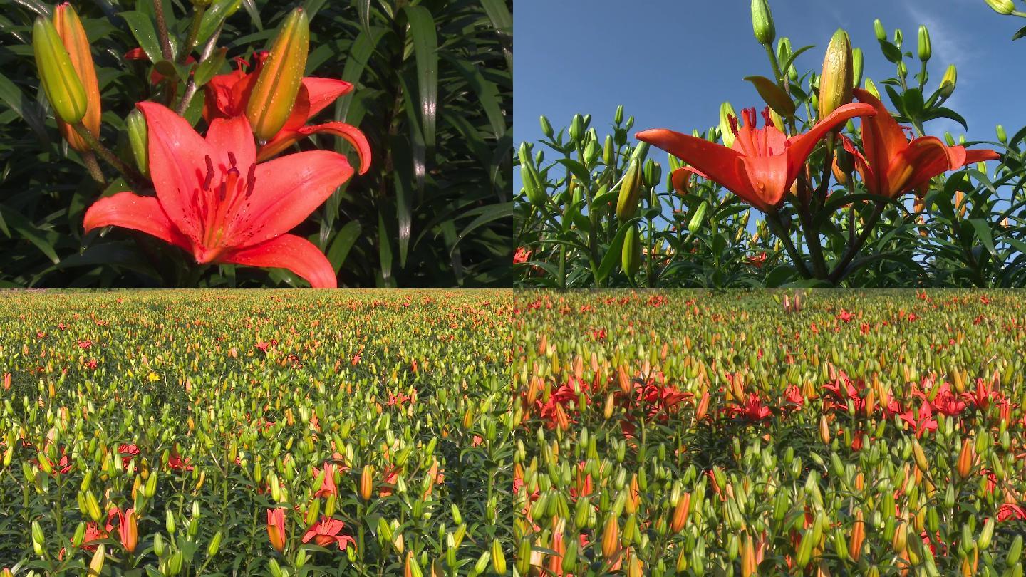 实拍盛开的百合花，百合花基地