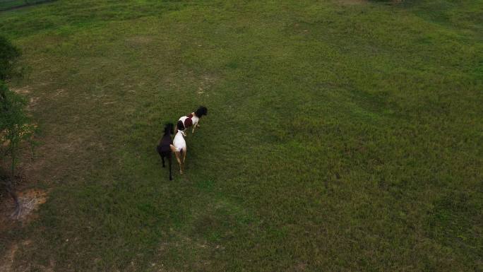 草地上玩耍的小马驹