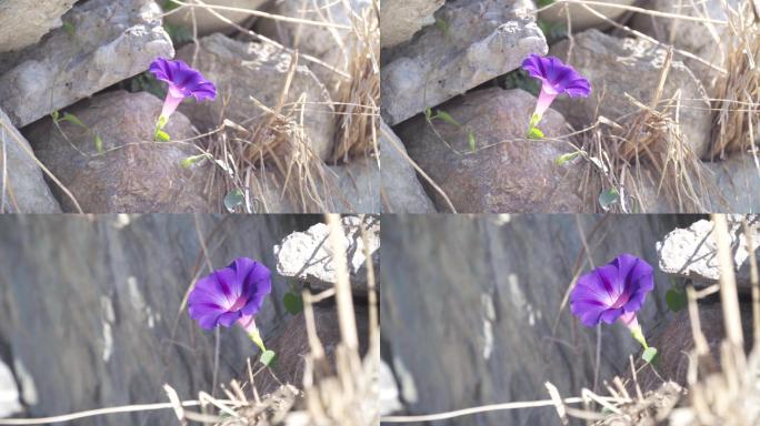 【4K原创】紫色喇叭花