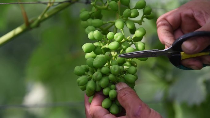 富硒葡萄种植基地农技师修剪蔬果
