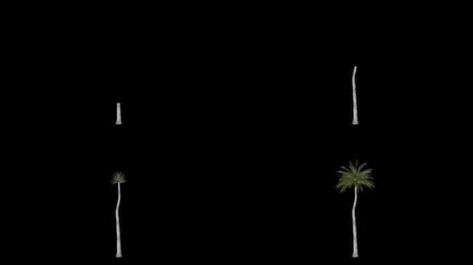【3D】椰子树生长
