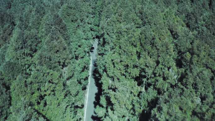 仙女山森林公路