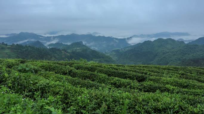 4K延时仙境坡思州绿茶园云海远景55秒