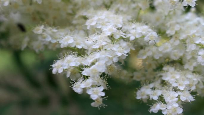 白色小花蜜蜂采蜜珍珠梅空镜头