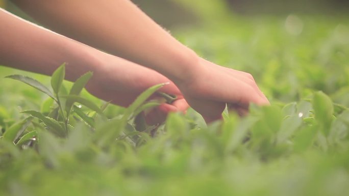 茶园生茶叶茶苗采茶露水特写水滴