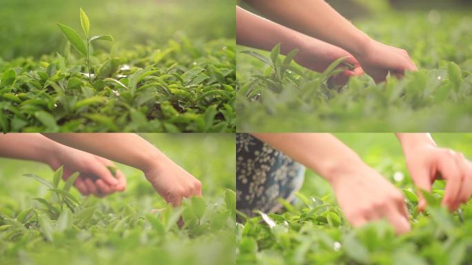 茶园生茶叶茶苗采茶露水特写水滴