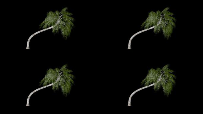 【3D】风吹椰子树