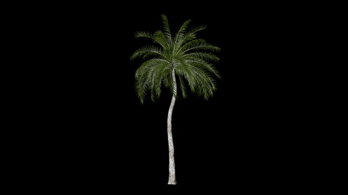 【3D】风吹棕榈树