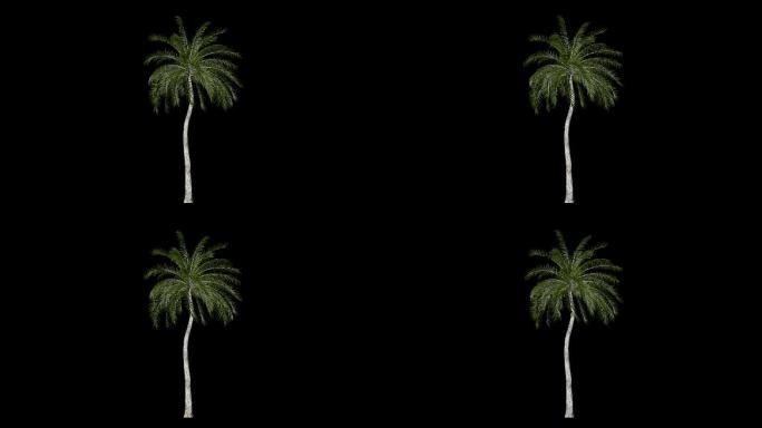 【3D】风吹棕榈树