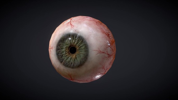 眼球解剖