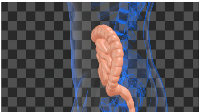 人体大肠三维旋转展示（带通道无缝循环）