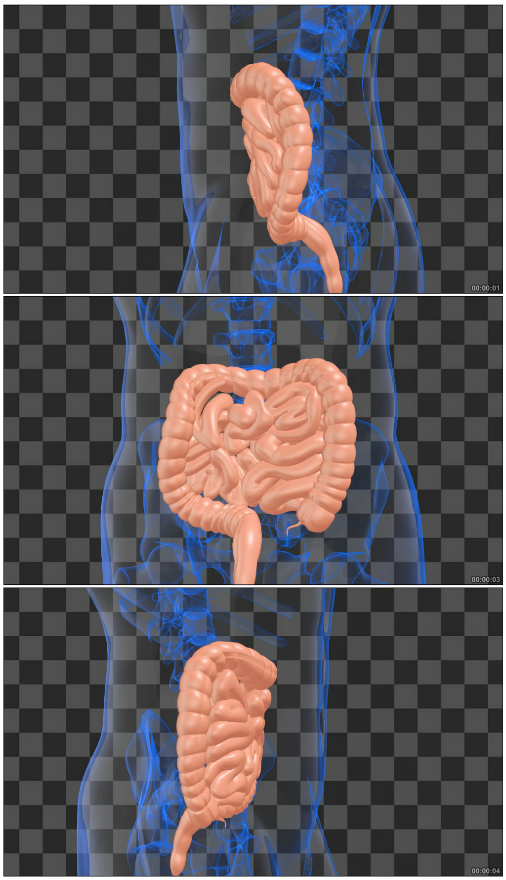 人体大肠三维旋转展示（带通道无缝循环）