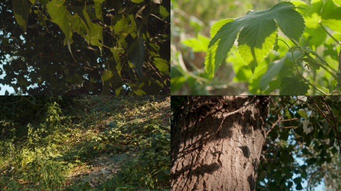 4K风吹树叶、微风阳光透过树叶影子