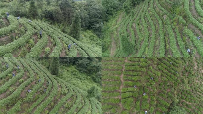 蒙顶山茶园采茶航拍4K