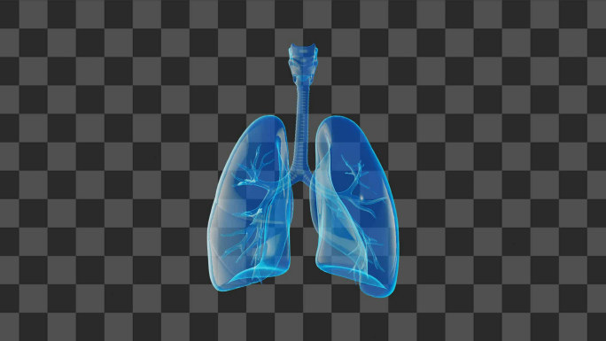 肺部全息展示视频-透明通道无缝循环