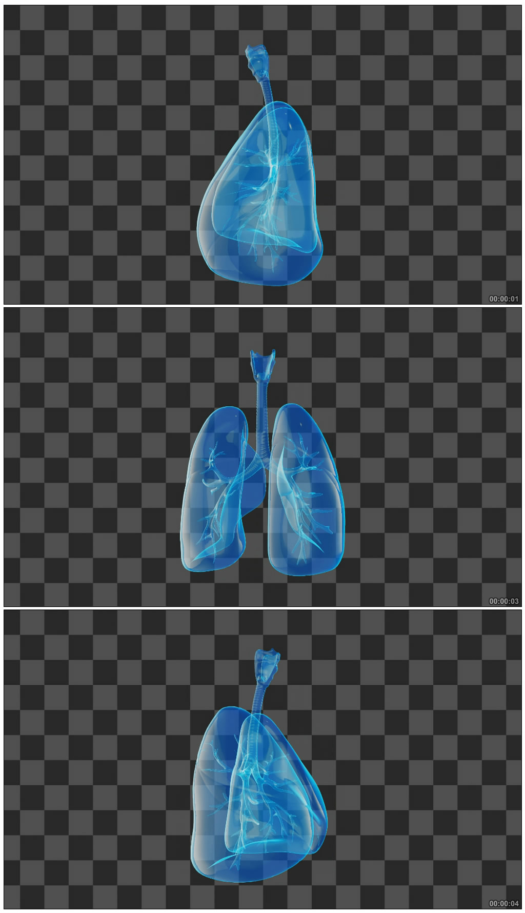 肺部全息展示视频-透明通道无缝循环